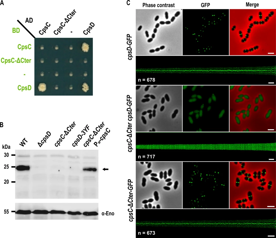 Role of the cytoplasmic C-terminal end of CpsC in CpsD phosphorylation and localization.
