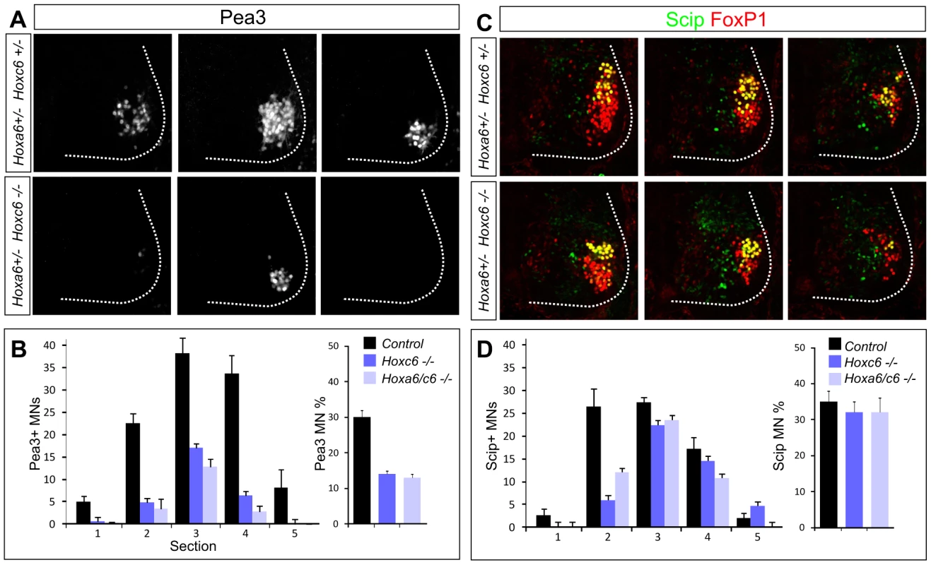 <i>Hoxc6</i> is required for the specification of the Pea3 motor neuron pool.