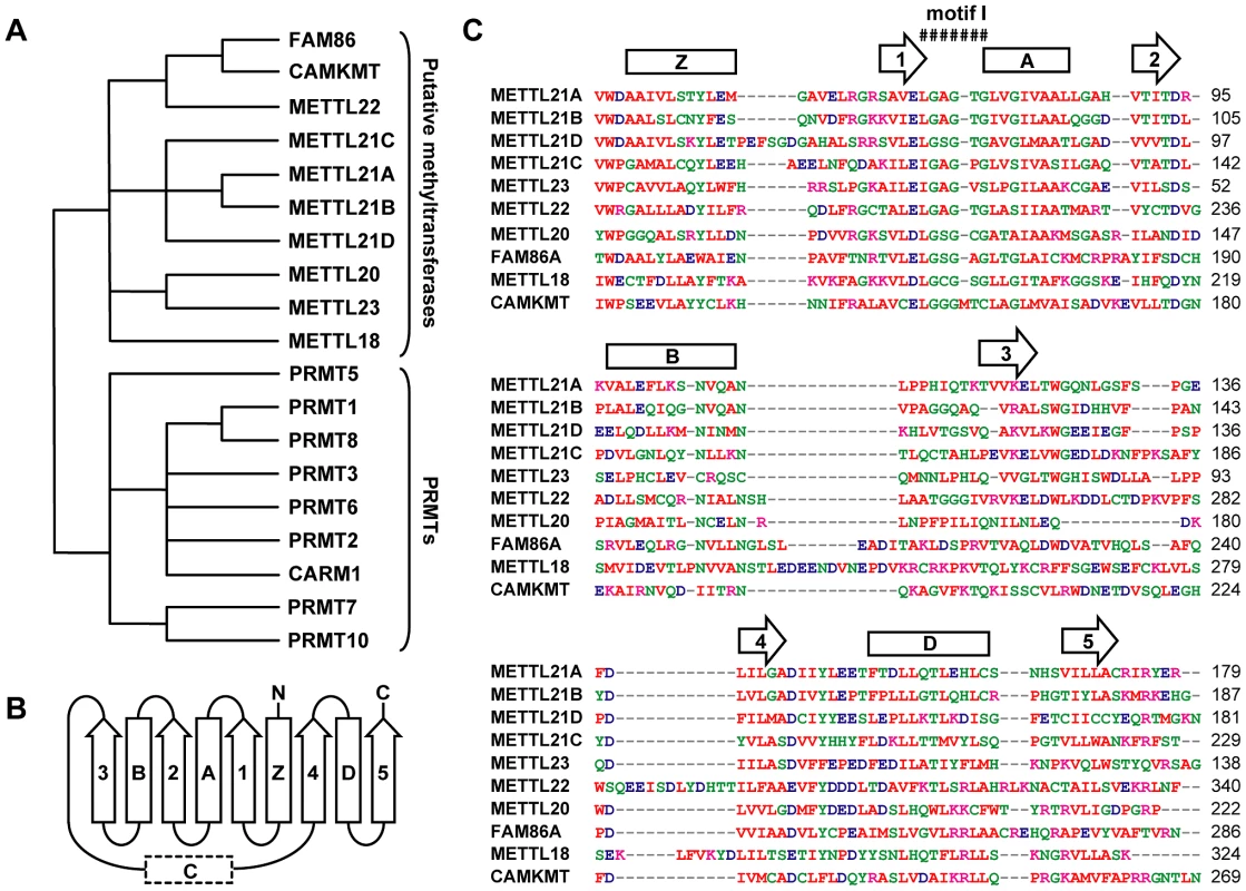 Computational analysis defines a novel family of putative protein methyltransferases.