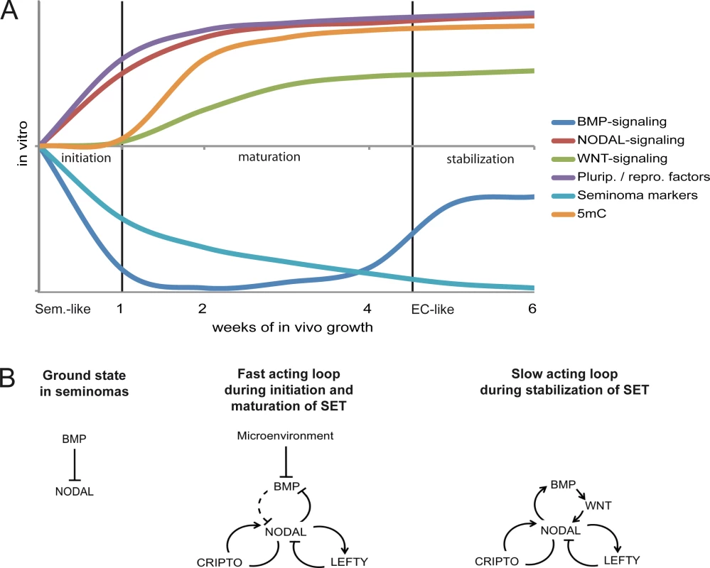 Model of the dynamics and molecular mechanisms during the SET.