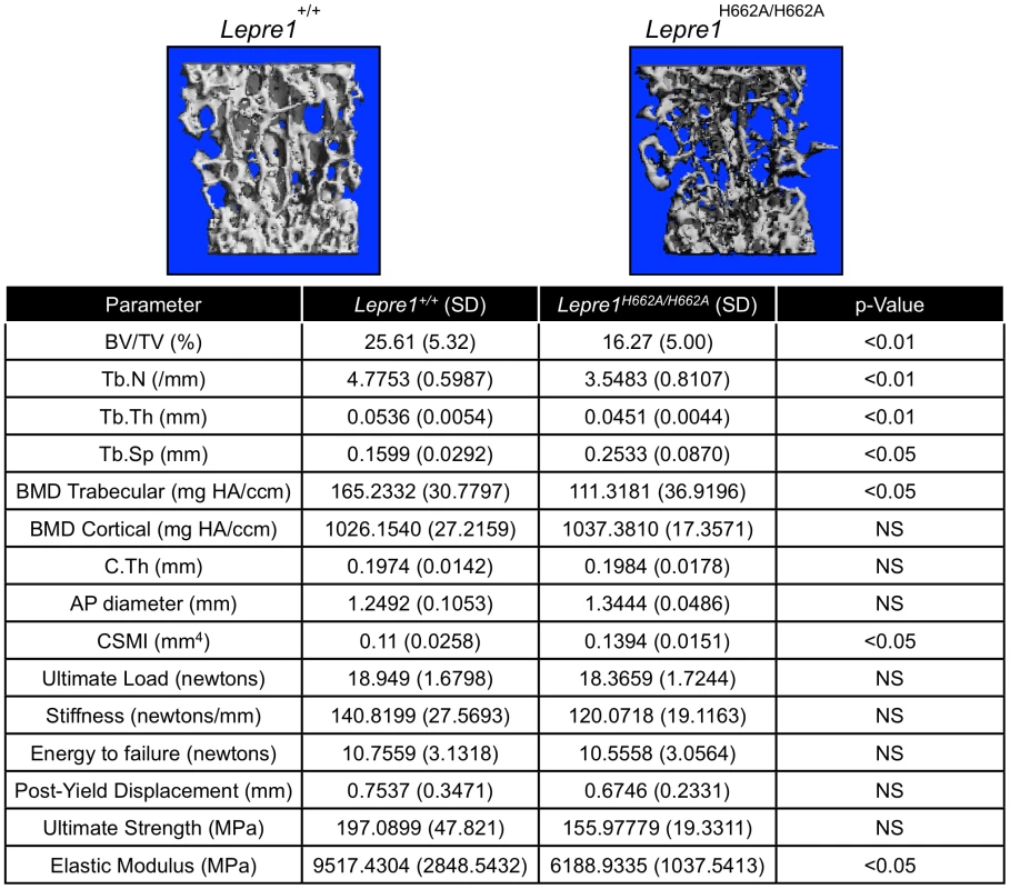 Micro-Computed Tomography and cortical biomechanical analyses.