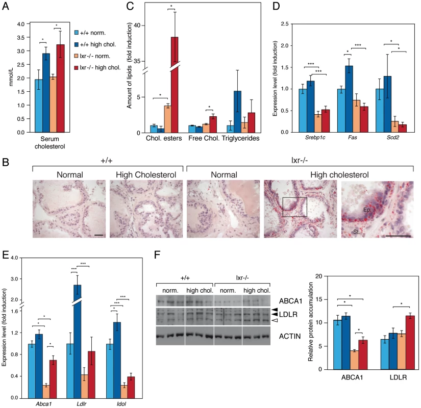 Prostates of LXR mutant mice accumulate cholesterol esters through inappropriate LXR target genes regulation.