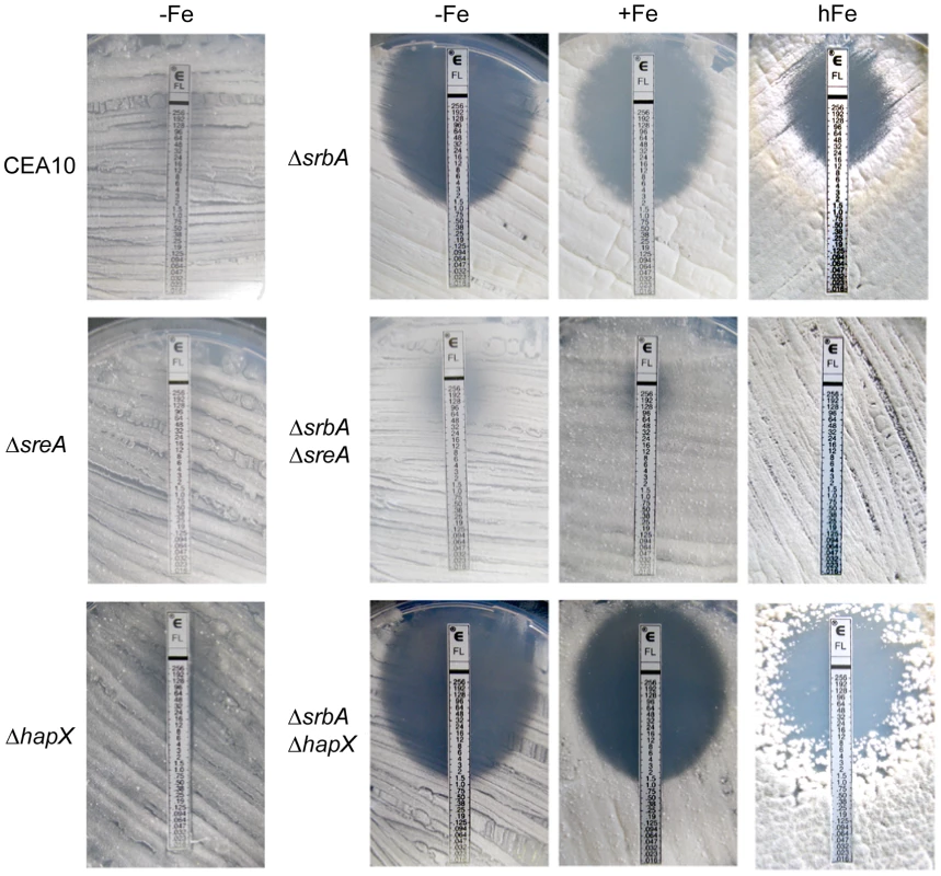 Increased iron availability and/or inactivation of SreA increase resistance of Δ<i>srbA</i> to fluconazole.