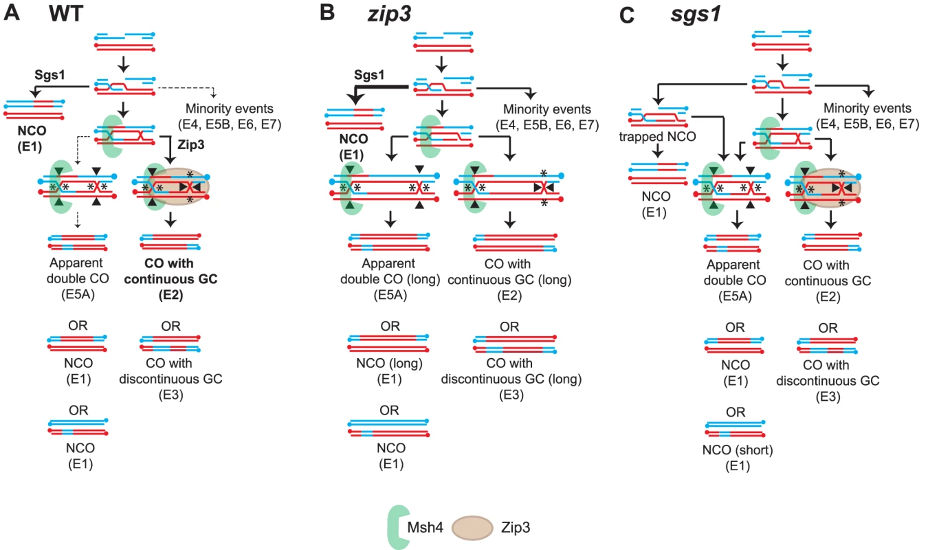 Model of the relationship between Sgs1, Zip3 and Msh4 in CO-NCO fate.