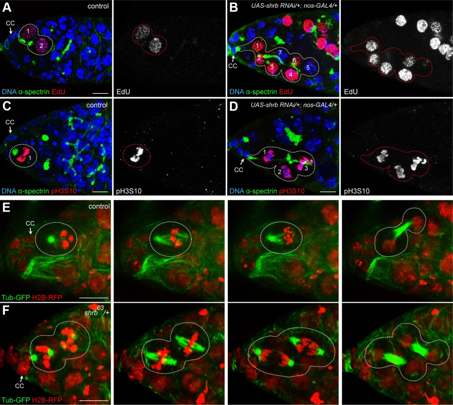 Stem-cysts in <i>shrub</i> mutant ovaries are caused by synchronous divisions.