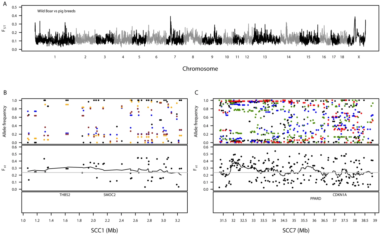 Summary of genetic variation between wild boar and the European pig breeds.