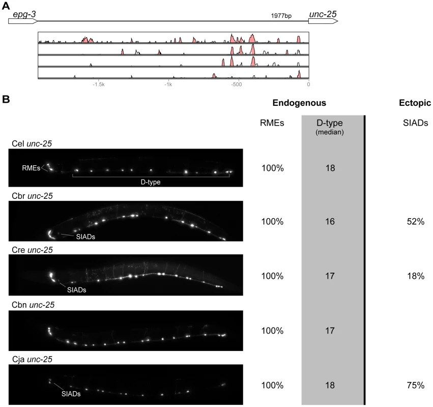 Functional conservation and divergence of <i>unc-25</i> regulation.