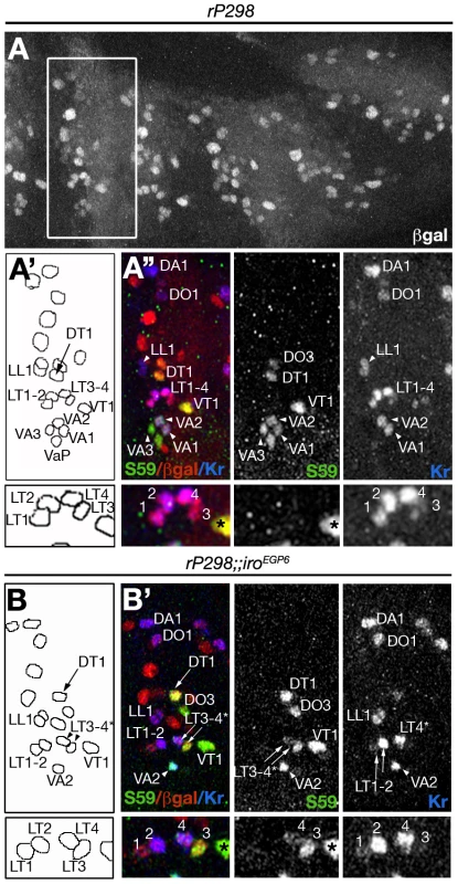 Changes of fate in LT founders of <i>Iro-C</i> mutant embryos.