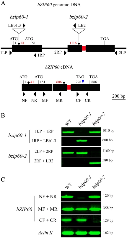 Molecular characterization of the <i>bzip60</i> mutants.