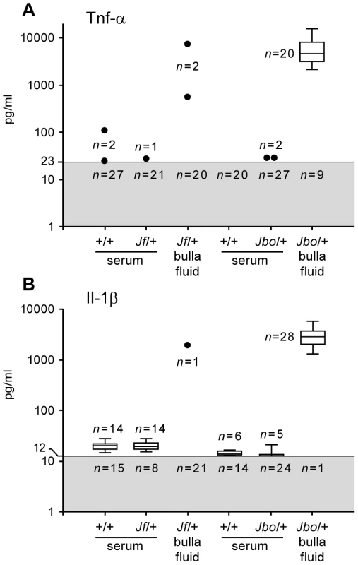 Il-1β and Tnf-α titers in bulla fluids are elevated in <i>Jbo/+</i> but not <i>Jf/+</i> mice.