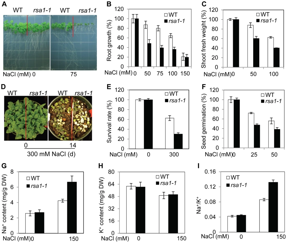 <i>rsa1-1</i> plants are hypersensitive to NaCl, and RSA1 is involved in Na<sup>+</sup> homeostasis under salt stress.