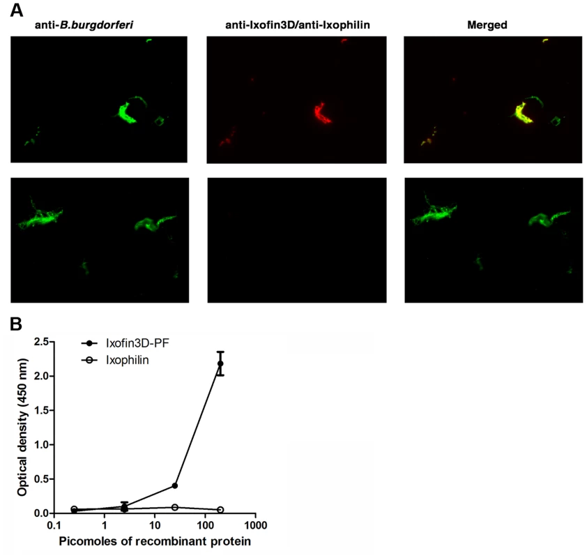 <i>In vitro</i> analysis of Ixofin3D-<i>Borrelia burgdorferi</i> interaction.