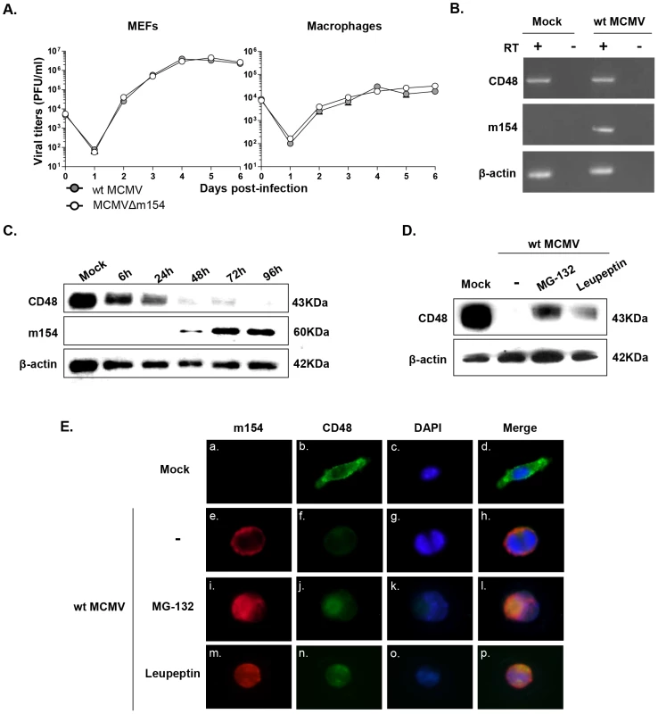 CD48 undergoes proteolytic degradation during MCMV infection.