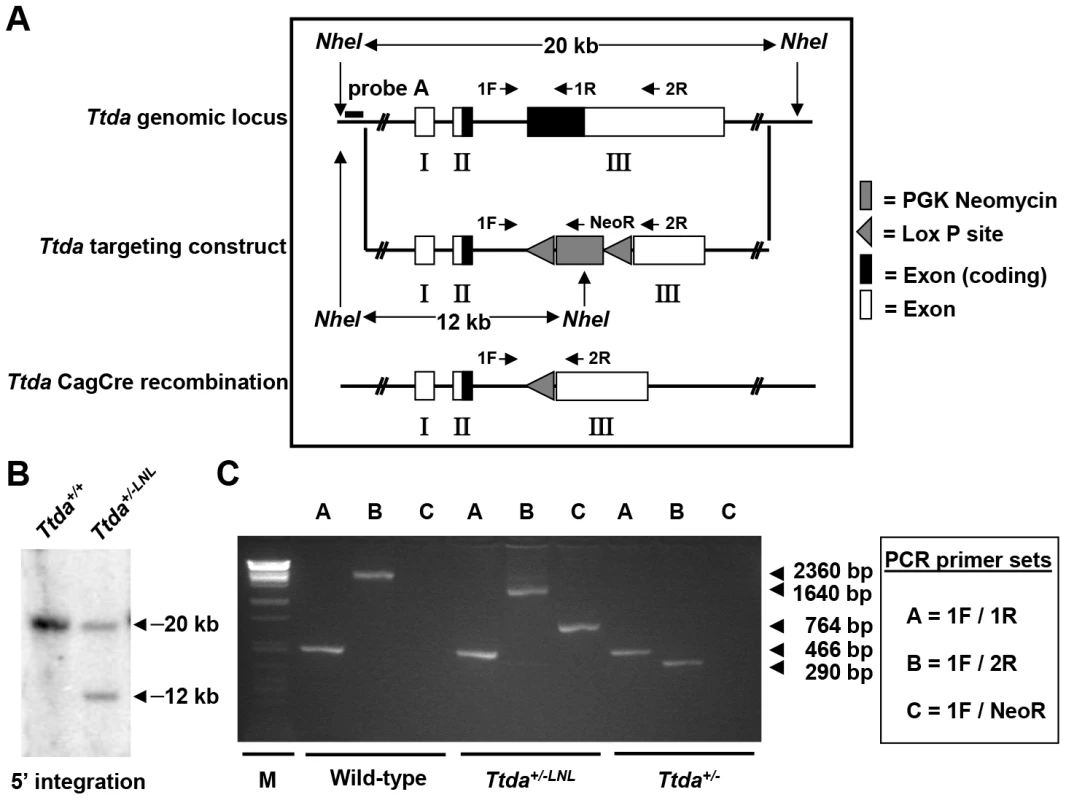Generation of <i>Ttda</i> knock-out mice.