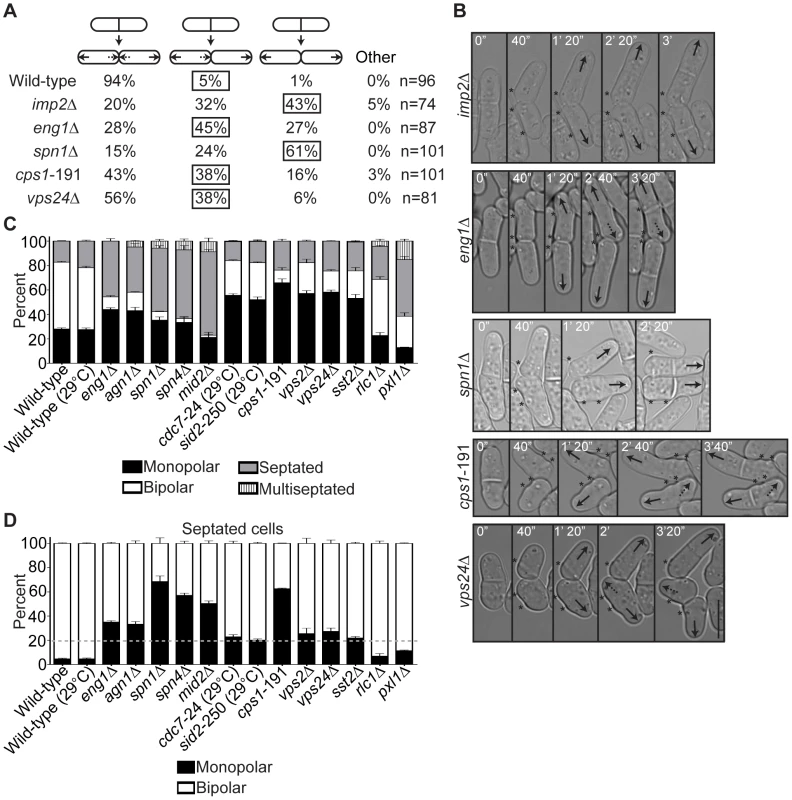 Late cytokinesis mutants phenocopy the new end-growth polarity defects of <i>fic1Δ</i> cells.
