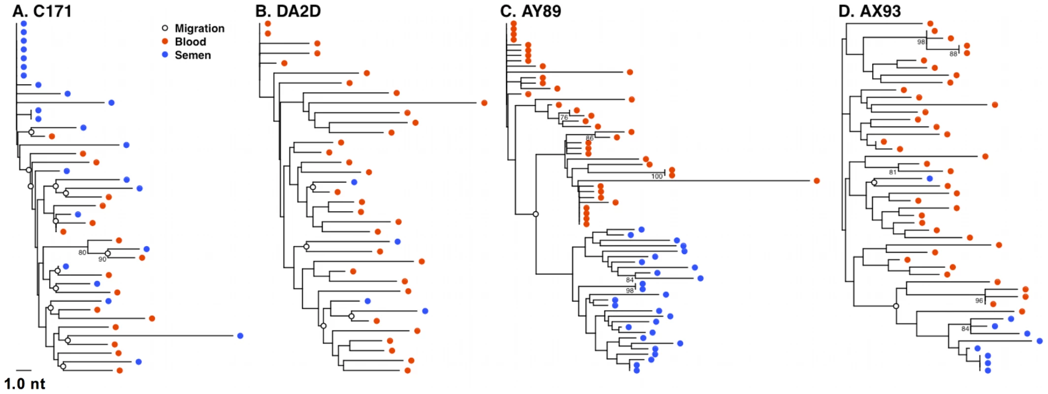 Restricted gene flow between the blood and semen is temporally associated with compartmentalization.
