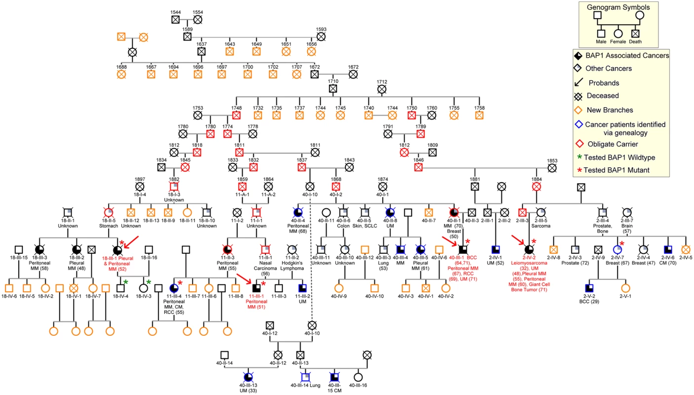 Core of the 106-member nine-generation pedigree, K4.