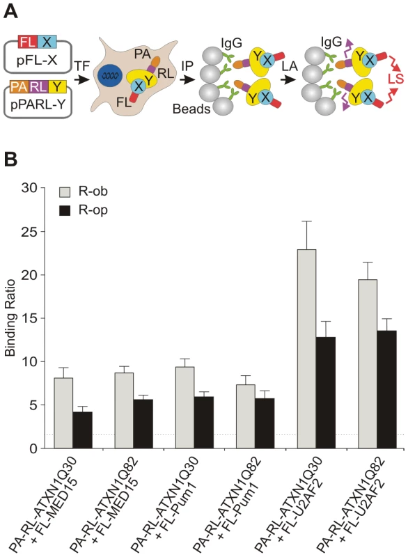 The modulator proteins MED15 and Pum1 interact with wild-type and mutant ATXN1.