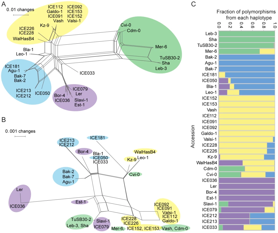 Phylogenetic analysis of <i>OAK</i> from multiple accessions.