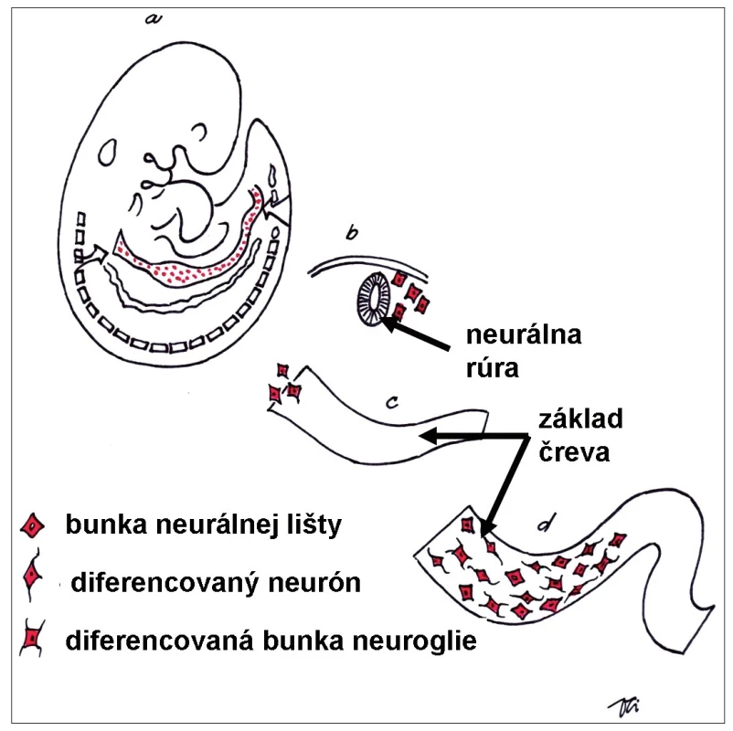 Schéma embrya počas 5. týždňa vývinu. Bunky neurálnej lišty po uzavretí neurálnej rúry (základ centrálneho nervového systému) migrujú do celého tela embrya. Vo vyvíjajúcom sa čreve dajú základ nervovým aj neurogliovým bunkám črevného nervového systému. 
Fig. 1. Schematic drawing of human embryo during 5th week of development. The neural crest cells after closure of the neural tube (future central nervous system) migrate to many specific locations in the body. In the wall of developing gut they differentiate into the neurons and supporting neuroglial cells of the future enteric nervous system.
