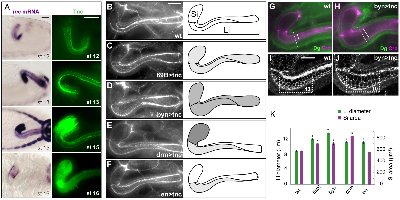 Tnc promotes hindgut diameter-expansion in a dose-dependent manner.