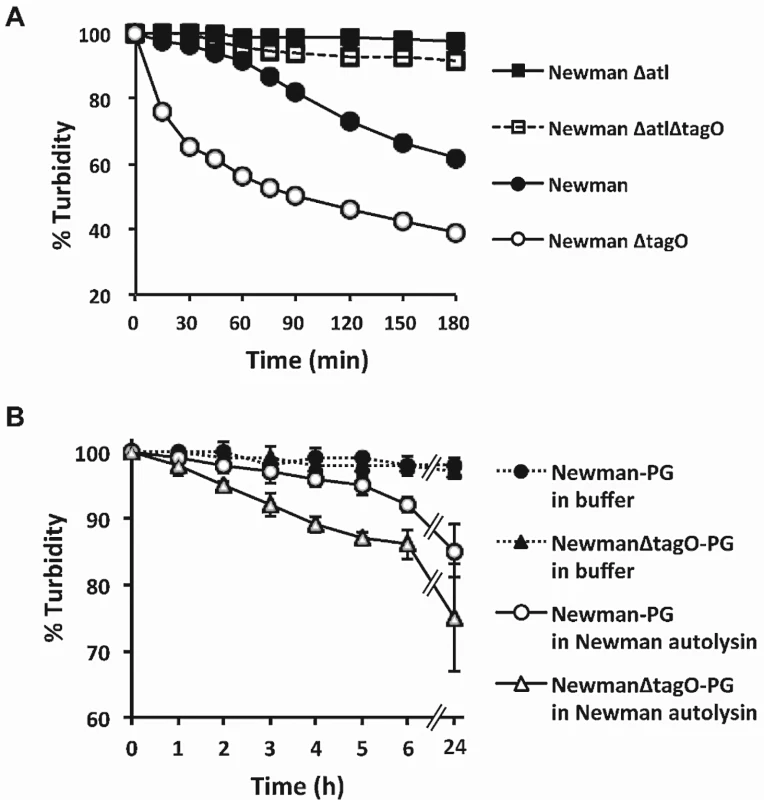 The relative susceptibilities of <i>S</i>. <i>aureus</i> strains and their peptidoglycan preparations to autolysis.
