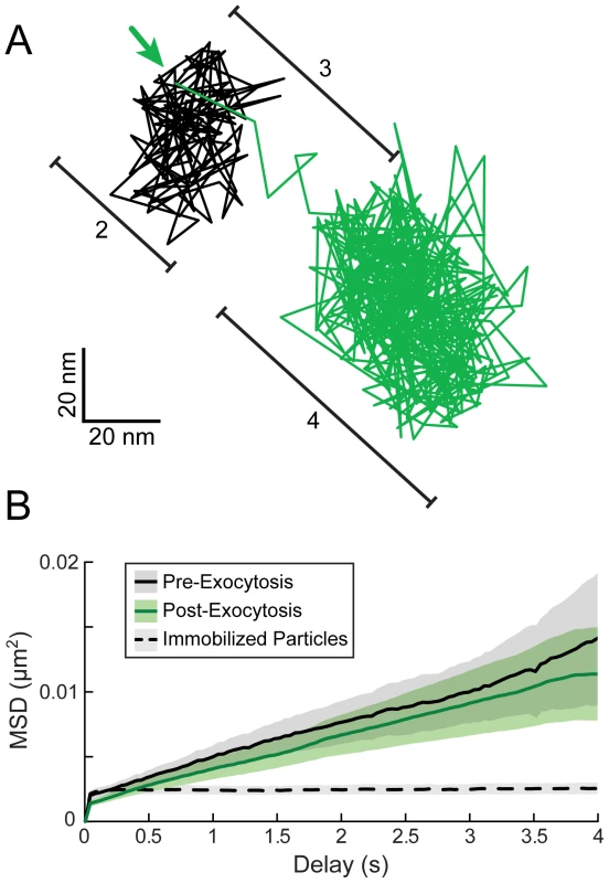 High time-resolution tracking and MSD analysis of particle movement.