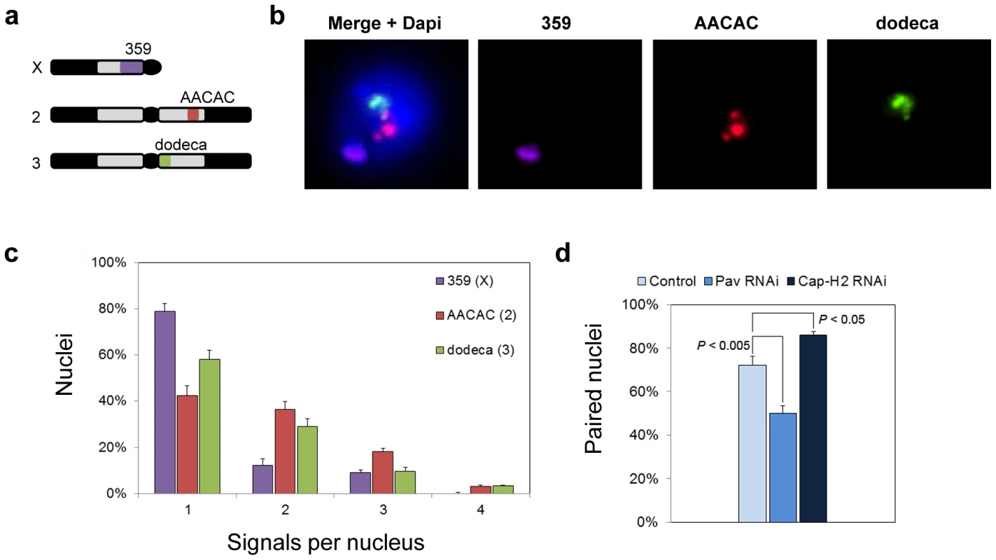 Heterochromatic pairing in Drosophila cell culture.