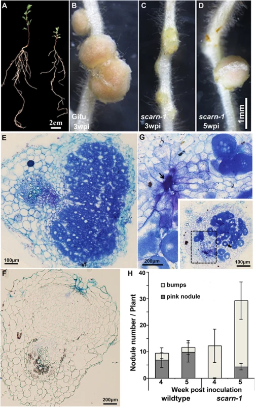 Phenotype of the <i>L</i>. <i>japonicus scarn-1</i> mutant.