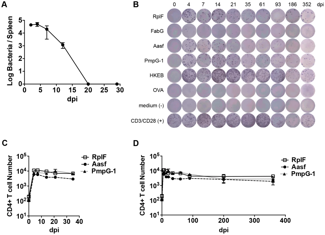 Kinetics of antigen-specific CD4<sup>+</sup> T cell expansion after <i>C. muridarum</i> intravenous (i.v.) infection.