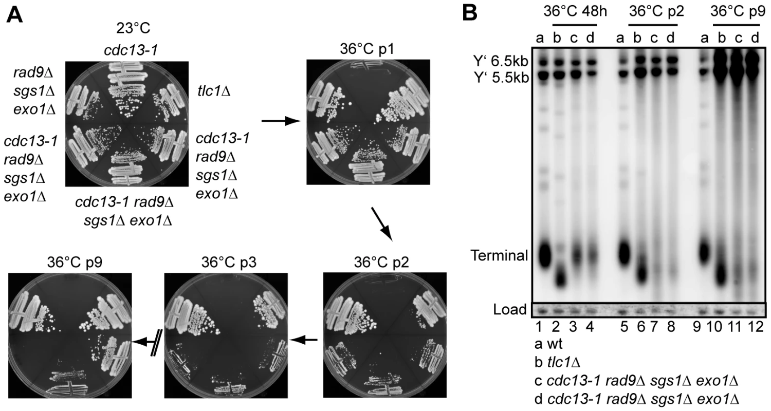 Cellular response to long term absence of Cdc13.