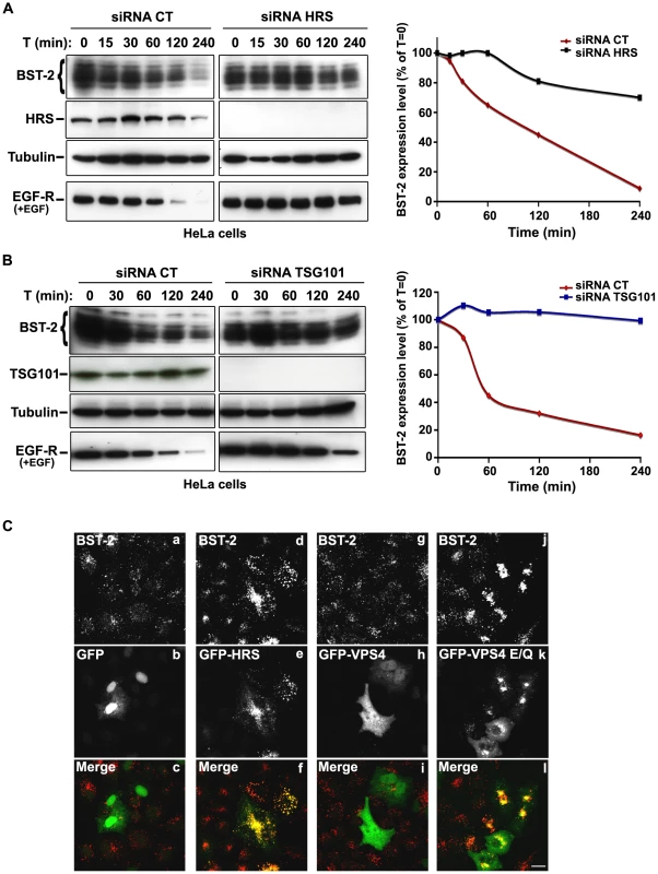 The ESCRT machinery sorts BST-2 for degradation.