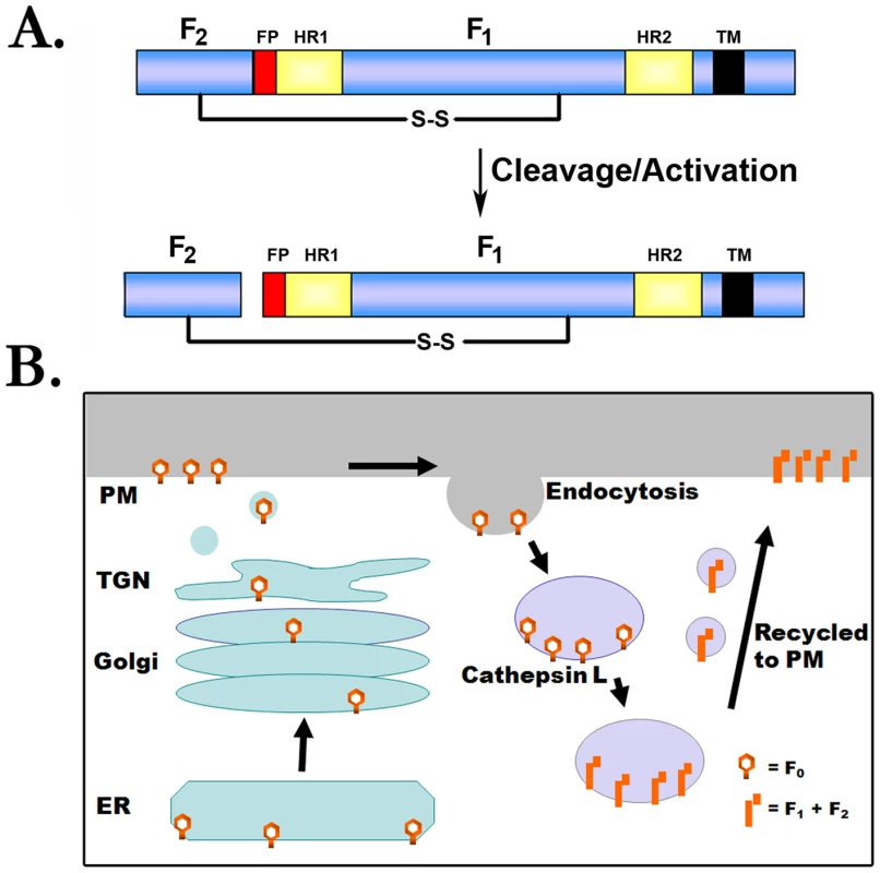 Proteolytic processing of the henipavirus fusion proteins.