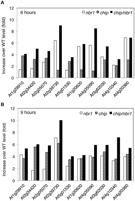Differential accumulation of heat-induced insoluble proteins in the <i>chip</i> and <i>nbr1</i> mutants.