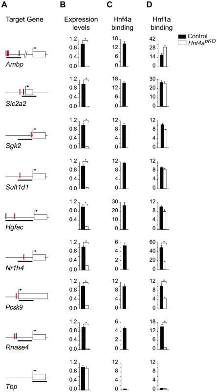 Gene-specific mechanisms for functional synergism.