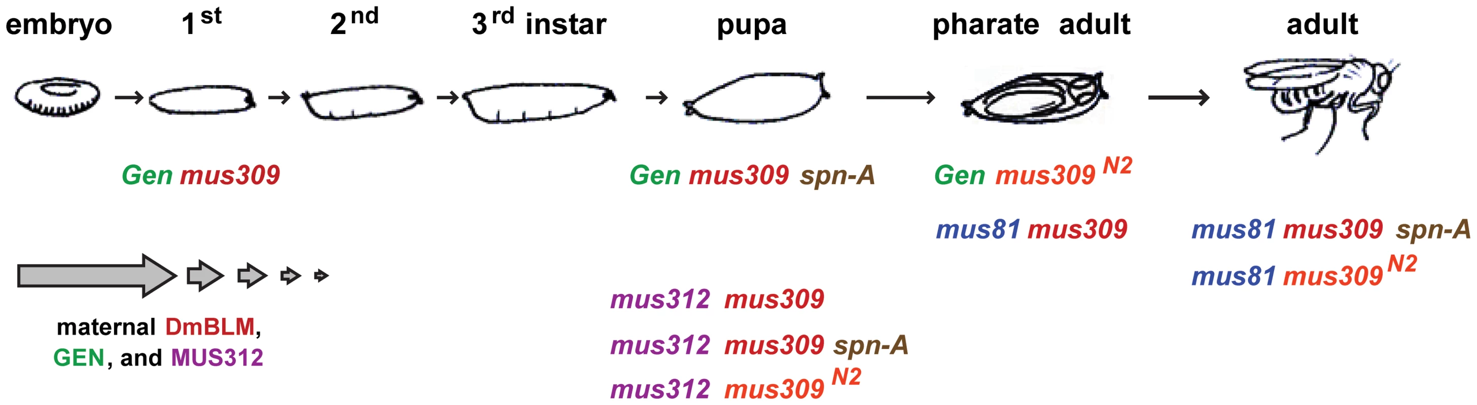 Lethal stages of various mutants.