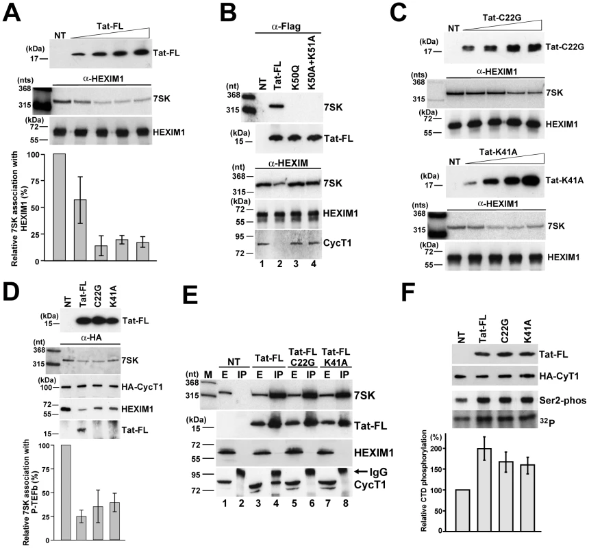 <i>In vivo</i> disruption of the 7SK/HEXIM/P-TEFb snRNP by HIV Tat.