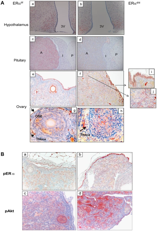 ERα localization in the tissues of HPO axis.