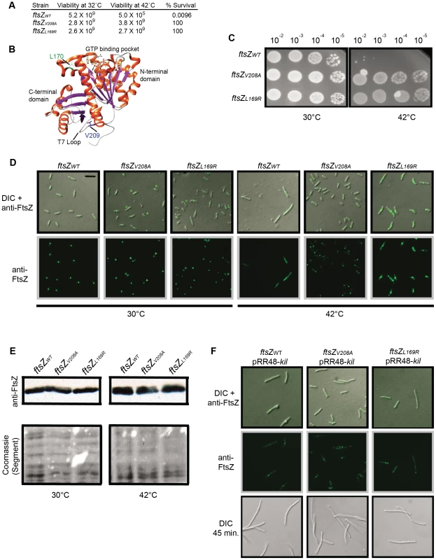 Characterization of Kil-resistant <i>ftsZ</i> alleles.