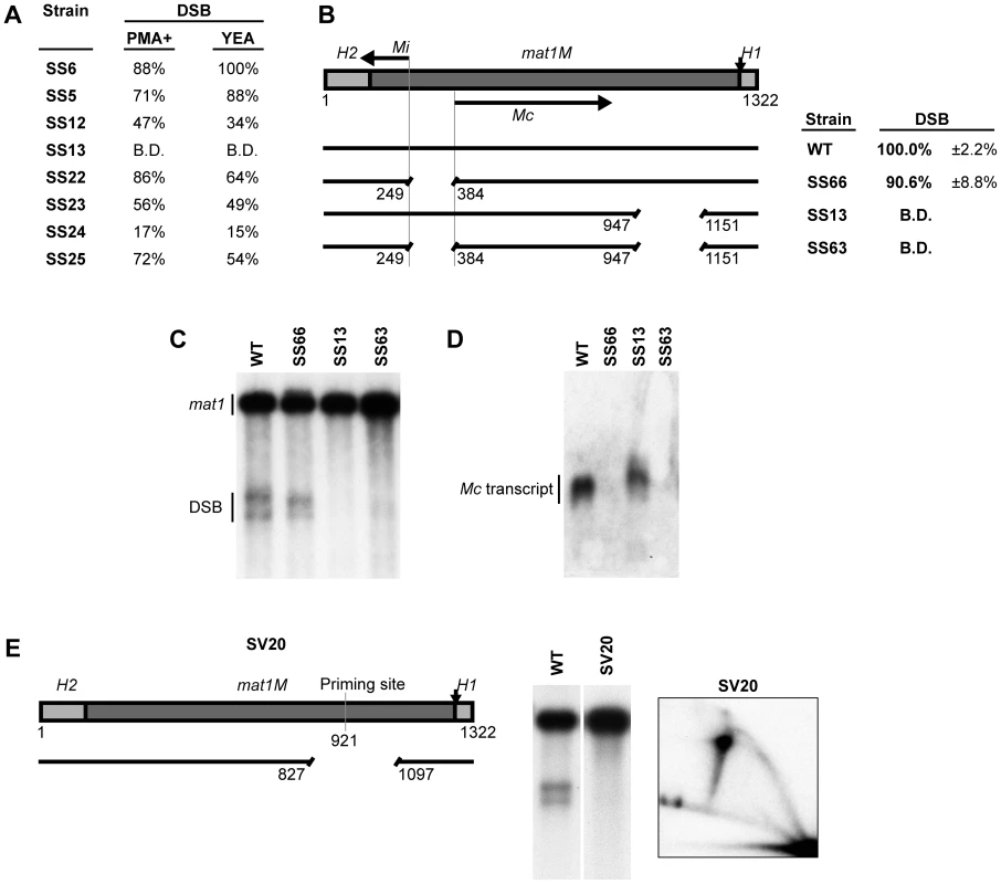 Transcription of the mating-type-specific gene <i>Mc</i> does not affect imprinting.