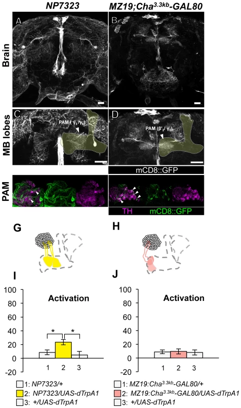 Memories induced by thermo-activation with <i>NP7323</i> and <i>MZ19;Cha<sup>3.3kb</sup>-GAL80</i>.