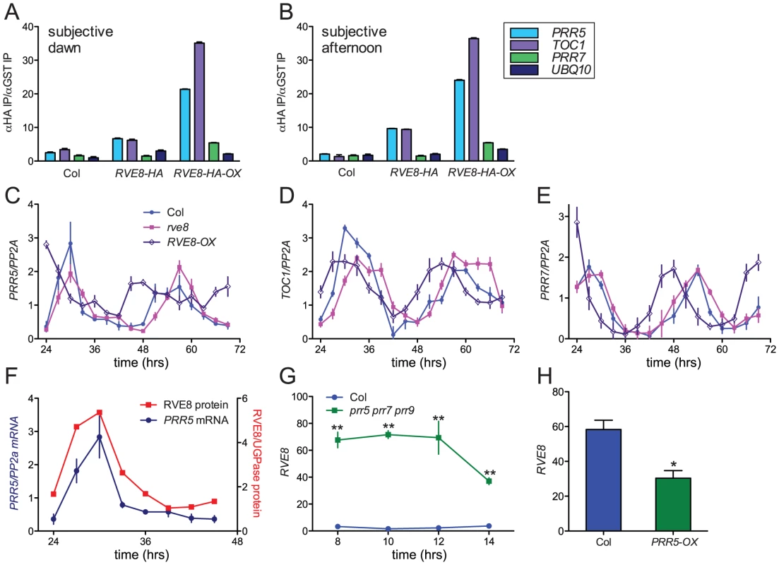 RVE8 and PRR5 form a negative feedback loop.