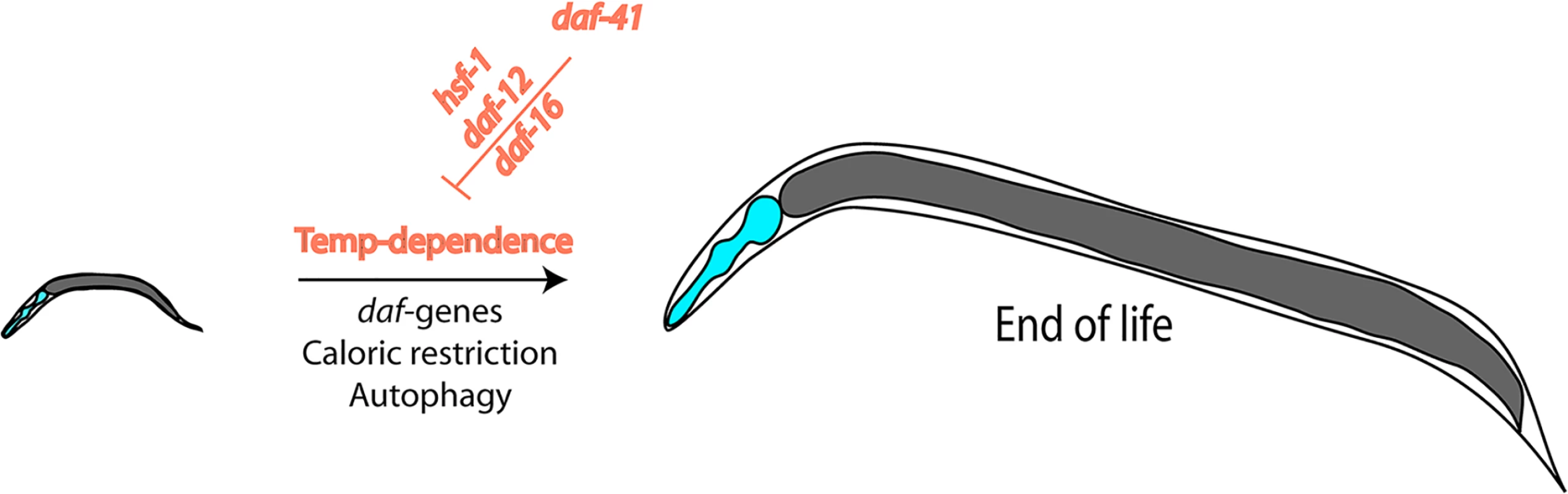 Nematode lifespan is regulated by temperature amongst other influences.