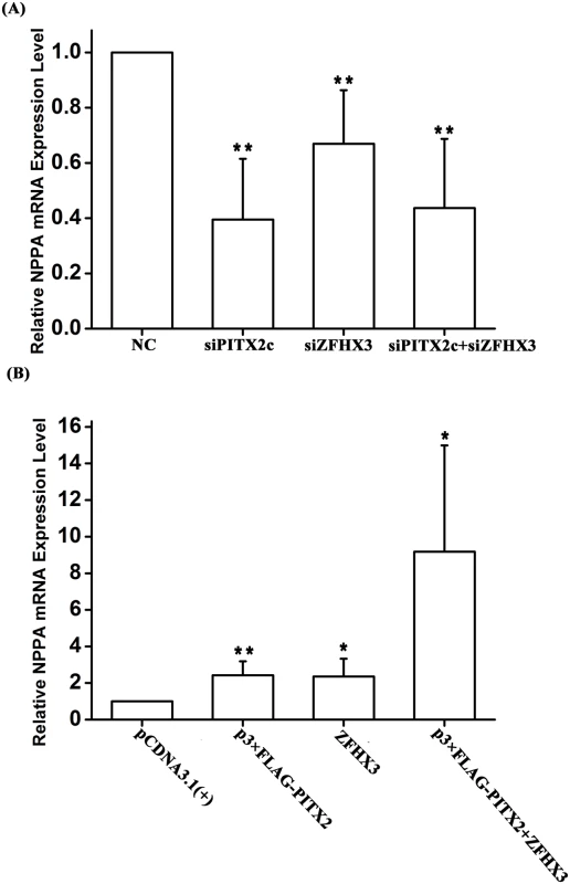 Both <i>PITX2c</i> and <i>ZFHX3</i> positively regulate expression of the <i>NPPA</i> transcription.