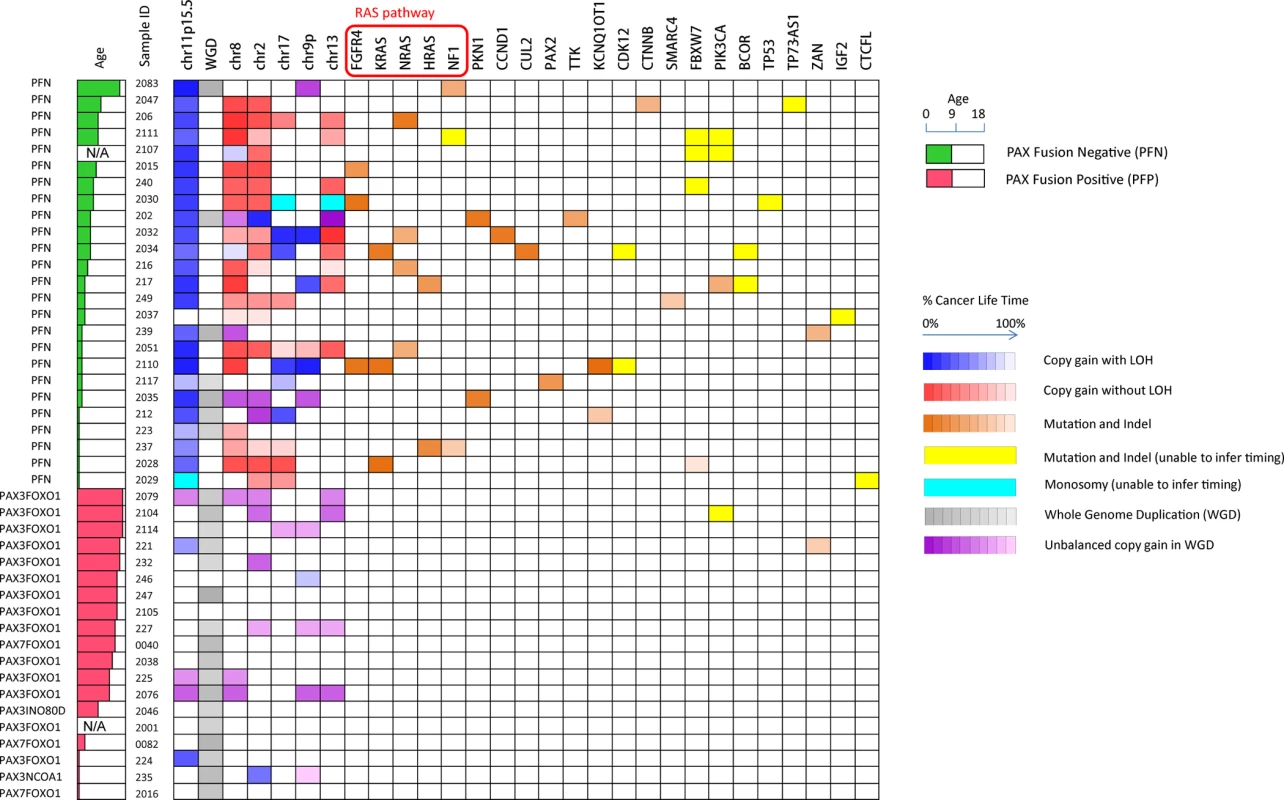 Summary of recurrent somatic lesions found across the 44 tumors and the estimates of their occurrence time.