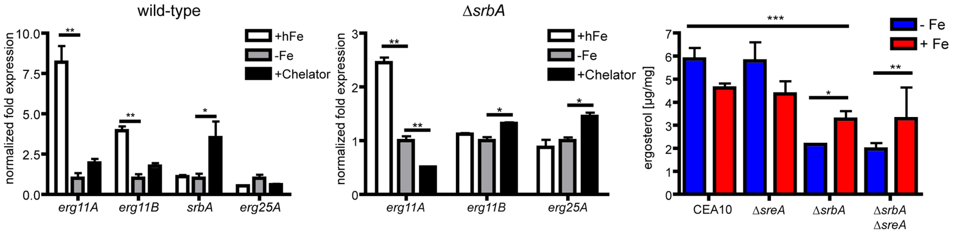 Increased iron levels increase <i>erg11A</i> transcript and total ergosterol levels in the absence of SrbA.