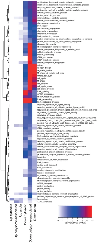 Distinct modular translational control between activated CD4<sup>+</sup> T cell subsets.