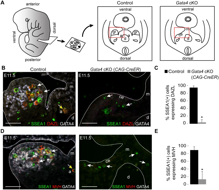 Germ cells in <i>Gata4</i> cKO embryos do not express DAZL or MVH.
