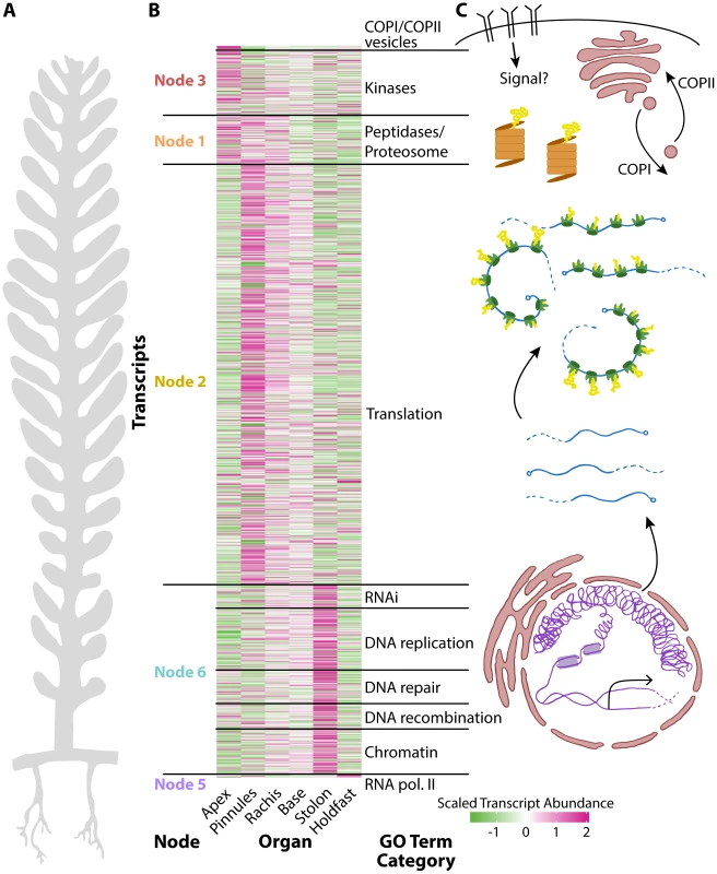 The relationship between cell compartmentalization and morphology.