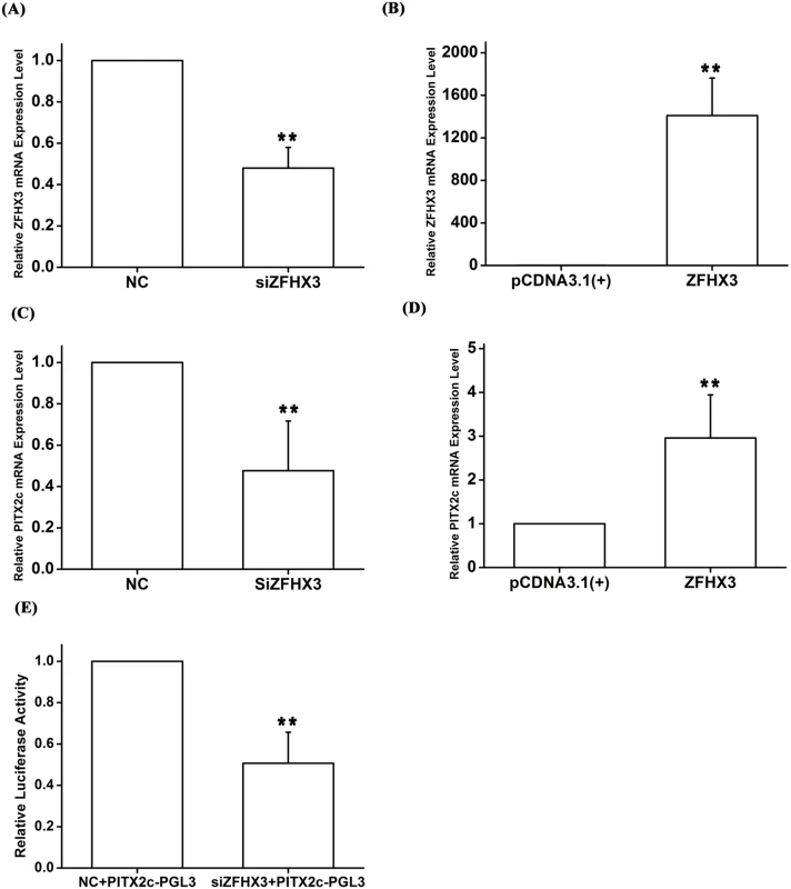 The <i>ZFHX3</i> gene positively regulates expression of the <i>PITX2c</i> gene.